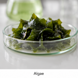 Algae
